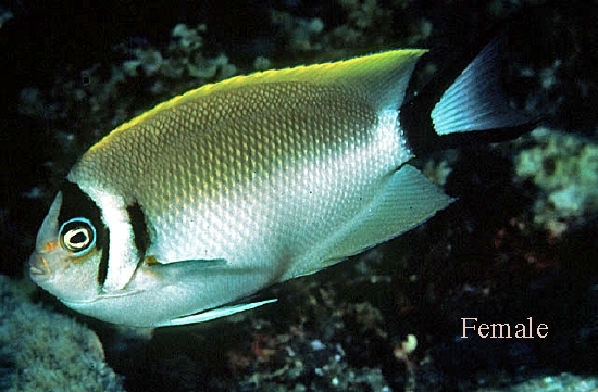  Genicanthus semifasciatus (Japanese Swallow Angelfish)